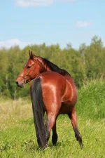 getImage.webp