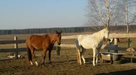 Подружки.webp