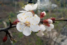 6 Цветёт абрикос.webp