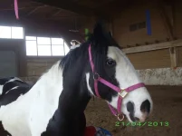 IMGP1807.webp