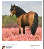 крас.webp