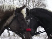 ангел3.webp