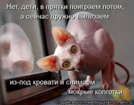 кошечка.webp