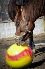 _DSC0049.webp