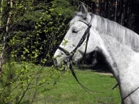 DSCN4519.webp