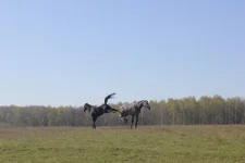 ulQO8psteKA.webp