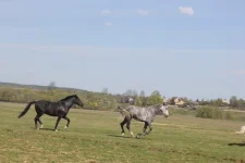 Z8fN5yz2h_M.webp