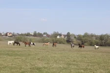 C6XANneg2eg.webp