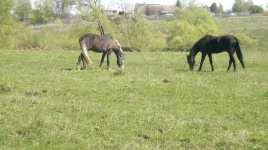 2MlkSIZLnzw.webp