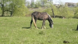 JjjJjEGW4Ak.webp