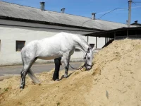 DSCN4561.webp