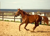 _ML66q6pH5M.webp