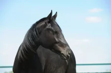 мика.webp