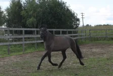 E6t13cGhurc.webp