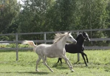 nmNEqg796Wc.webp