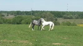 WmTXXX1shhY.webp