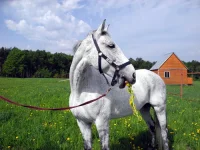 DSCN4730.webp