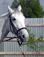 DSCN4625.webp