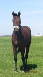 image.webp