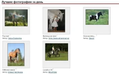 эквестриан.webp