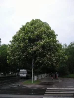 DSCN0551.webp
