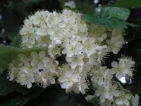 DSCN0545.webp