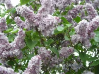 DSCN0544.webp