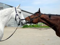 DSCN4800.webp