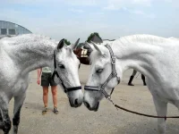 DSCN4807.webp