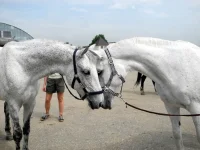 DSCN4808.webp