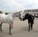 DSCN4815.webp