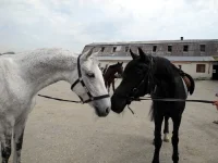 DSCN4824.webp
