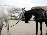 DSCN4835.webp