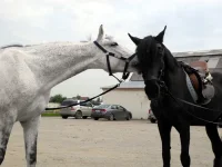 DSCN4836.webp