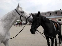 DSCN4840.webp