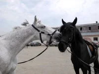DSCN4844.webp