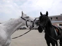 DSCN4846.webp