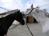 DSCN4858.webp
