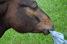 FvsesIjOQd8.webp
