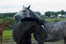 OeEzaa7dpZU.webp