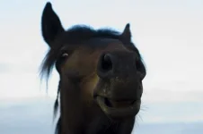 E1eCjjwz5Ds.webp