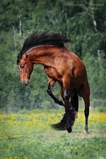 4.webp
