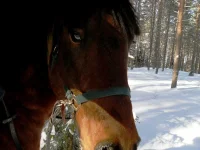 SAM_0381.webp