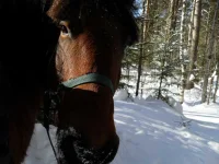 SAM_0396.webp