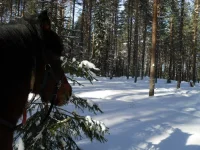 SAM_0382.webp