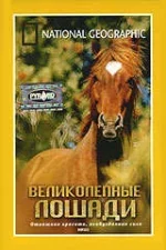 velikolepnie_loshadi2.webp