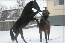 x_861ddd41.webp