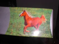 CIMG2574.webp