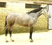 siciliano.webp