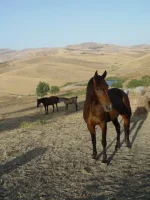 Immagine 029.webp